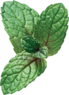 KL_MENTHE AQUATIQUE_ BOTANICAL INGREDIENT_PICTURE